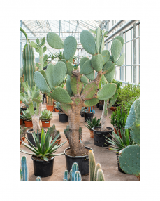 Cactus Opuntia 225 cm