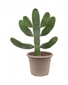 Cactus Opuntia 60 cm
