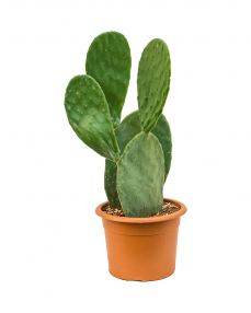 Cactus Opuntia 65 cm