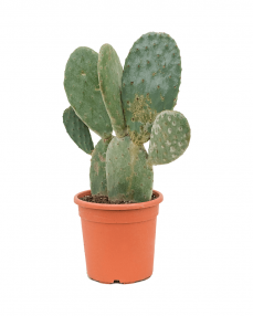 Cactus Opuntia 70 cm