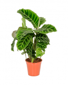 Calathea Zebrina