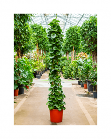 Cissus Rotundifolia 210 cm