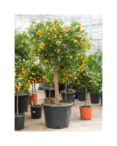 Citrus Calamondin 190 cm