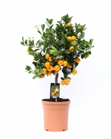 Citrus calamondin 65 cm 