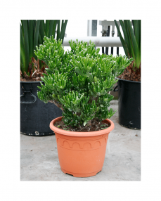 Crassula Horntree 50 cm