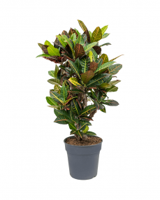 Croton Petra 110 cm