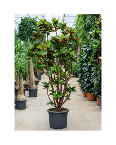 Croton Petra 230 cm