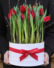 Box with 27 red tulips