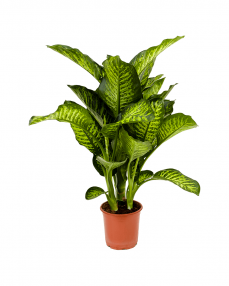 Dieffenbachia 