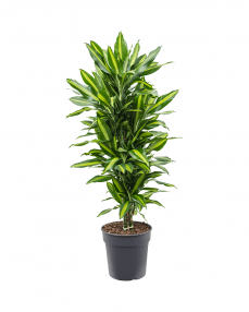 Dracaena Cintho 100 cm