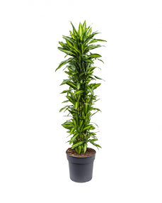 Dracaena Cintho 160 cm