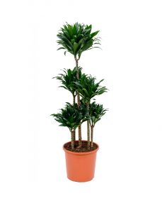 Dracaena Compacta 130 cm