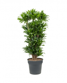 Dracaena Compacta 150 cm