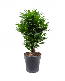 Dracaena Compacta 75 cm