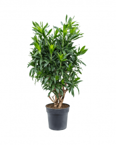 Dracaena Reflexa 140 cm