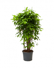 Dracaena Surculosa 130 cm