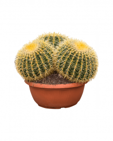 Echinocactus Grusonii 50 cm