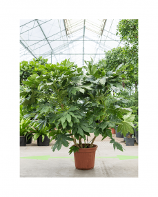 Fatsia Japonica 170 cm