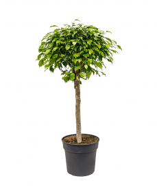 Ficus Benjamina 150 cm