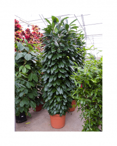 Ficus Cyathistipula 250 cm