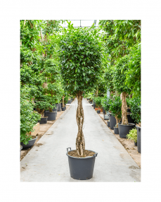Ficus Nitida 250 cm