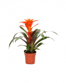 Guzmania rosie 50 cm