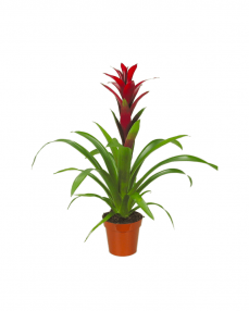 Guzmania red 55 cm