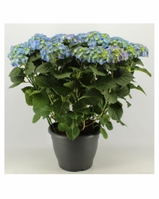 Hydrangea blue 70 cm 