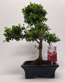 Ilex Outdoor Bonsai 35 cm