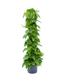 Philodendron Scandens 130 cm
