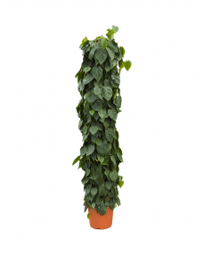 Philodendron Scandens 200 cm