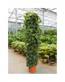 Philodendron Scandens 220 cm