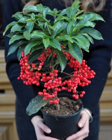 Planta Ardisia 