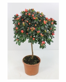 Planta azalee rosie 65 cm