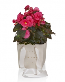 Planta begonia cyclam