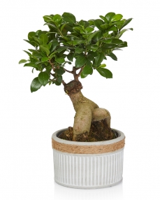 Planta bonsai ficus 40 cm