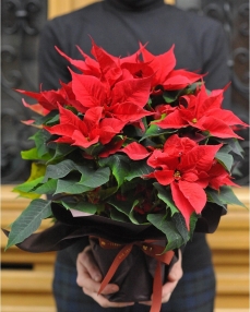 Planta Craciunita Euphorbia