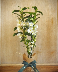 Planta dendrobium alba