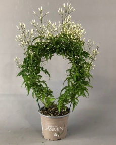 Plant jasminum 40 cm
