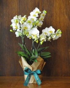 Bellissimo phalaenopsis plant white