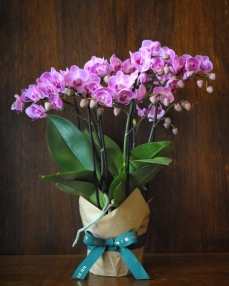 Bellissimo phalaenopsis plant pink