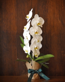 Planta phalaenopsis formidablo alba