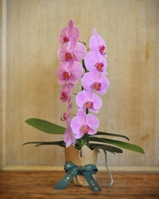 Planta phalaenopsis Formidablo roz