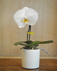 Singolo phalaenopsis plant white