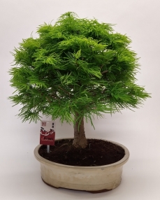 Pseudolarix 'Broom' Oval Outdoor 65 cm
