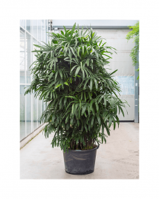 Rhapis Excelsa 325 cm