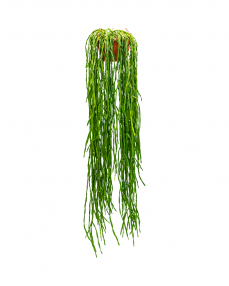 Rhipsalis Paradoxa