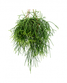 Rhipsalis Pulchra