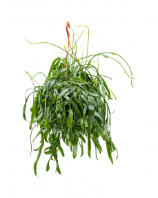 Rhipsalis Ramaloris 50 cm