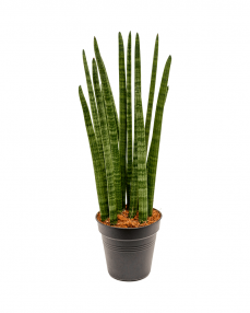 Sansevieria Tower 60 cm